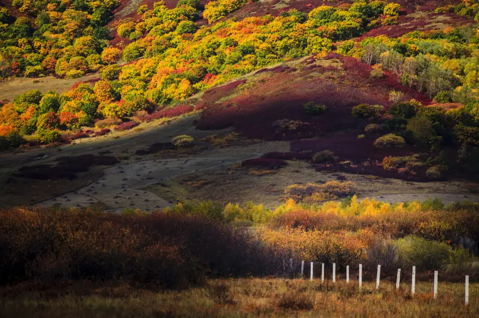 2_Yu Daokou Grassland And Forest Scenic Spot