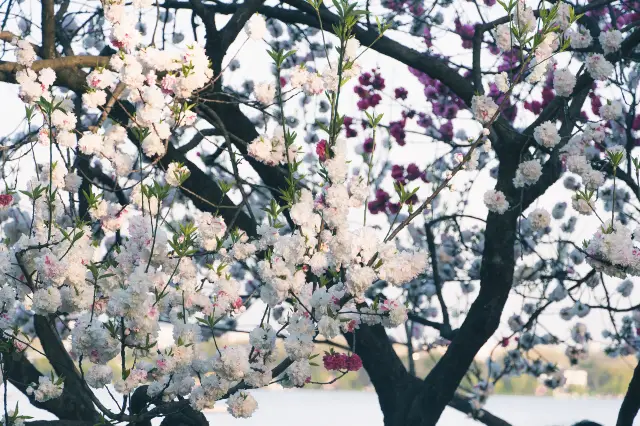 Peach Blossom Viewing in Hangzhou