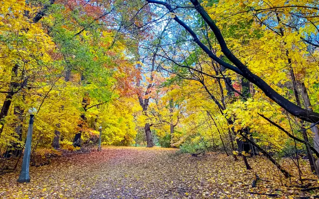 Maple Leaf Viewing in Ottawa