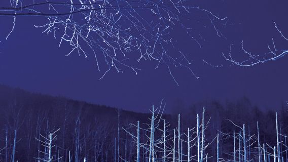 Winter Illumination in Biei