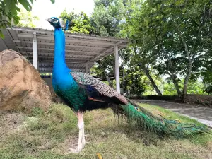 Zoologico Cafam Melgar