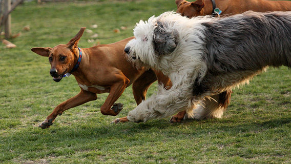 Potsdam Community Dog Park