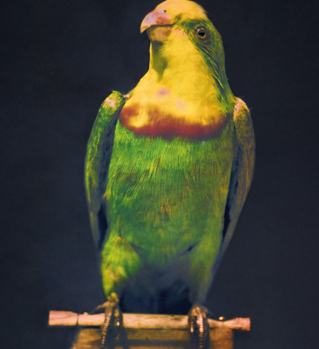 True Colors Color in Photography from 1849 to 1955 | Albertina