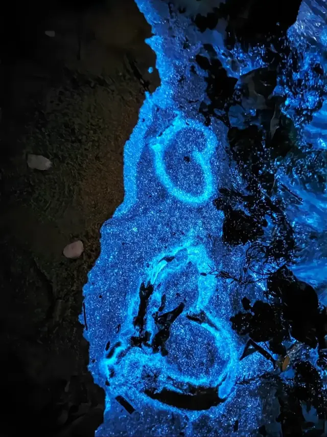 Spotting Bioluminescent Plankton in Tasmania
