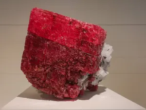 하버드 자연사 박물관