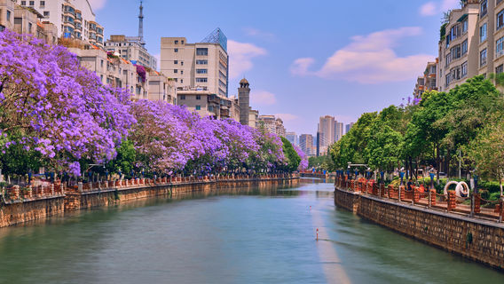 Jacaranda Theme Park