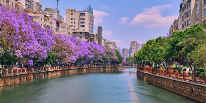藍花楹主題公園