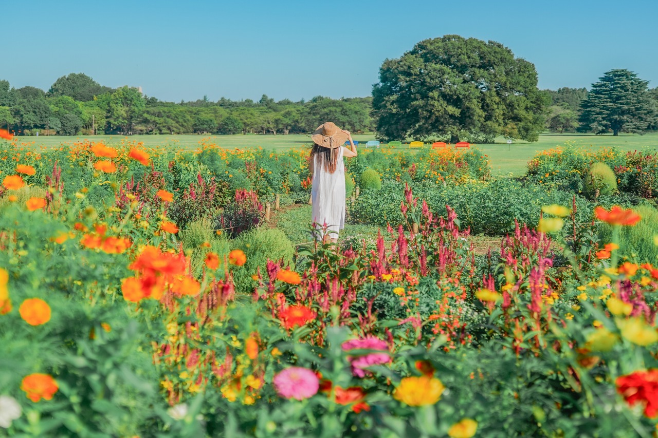 Showa Kinen Park Cosmos Festival 2026 | Akishima