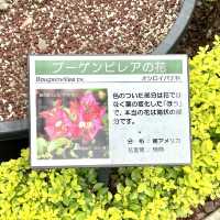 箱根で沖縄気分を