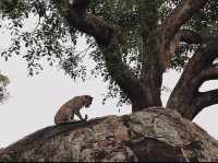 Leopard safari in Yala National Park