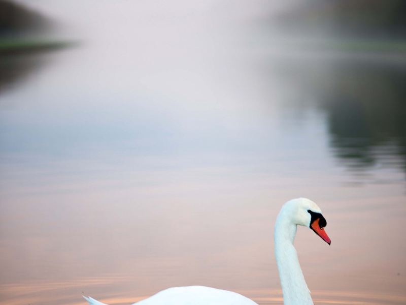 Swan Lake National Urban Wetland Park