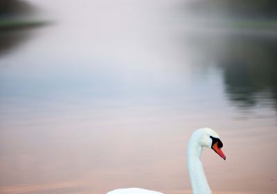 Swan Lake National Urban Wetland Park