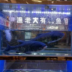 Xiangweitucaihuoyuguan (shinianlao) User Photo