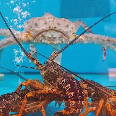 香港龙码头螃蟹王(万象城店) User Photo