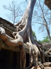 Ta Prohm Temple