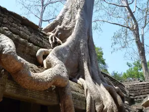 Ta Prohm Temple