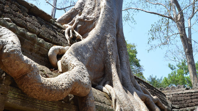 Ta Prohm Temple