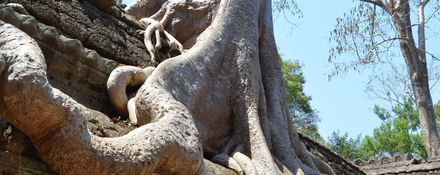 Ta Prohm Temple