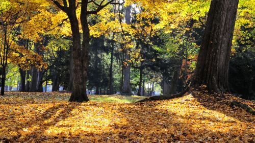 Bute Park