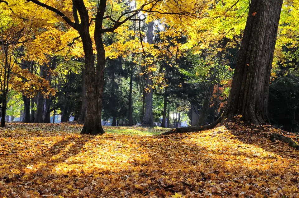 4_Bute Park