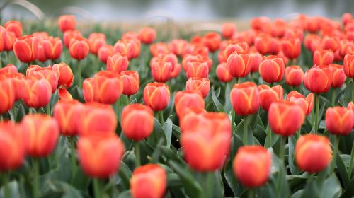 Amsterdam Tulip Museum