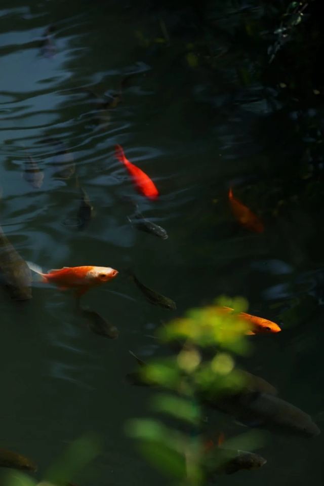 Lingering Garden