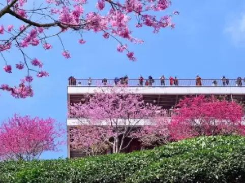 Yearning Tea Plantation Tourist Attraction