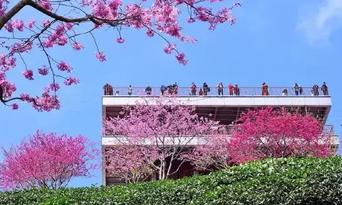 Yearning Tea Plantation Tourist Attraction