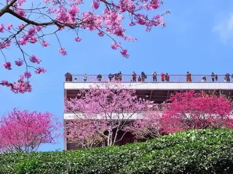 雁南飛茶田景區
