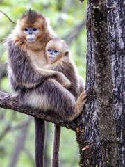 白河金絲猴自然保護區