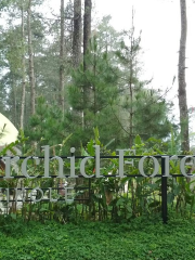 Orchid Forest Cikole