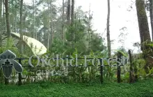 Orchid Forest Cikole