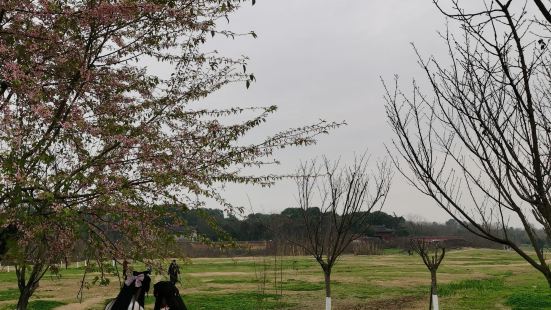 沿途的咖啡馆都相当的不错，都是走这边的灵动风格，晚樱也是比较