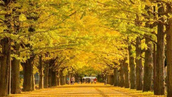 澳门金光大道度假区，这个地方非常的繁华，尤其是晚上，更能体现