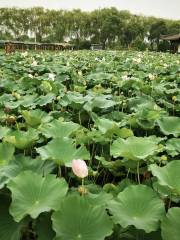 Lushan Lotus Expo Park