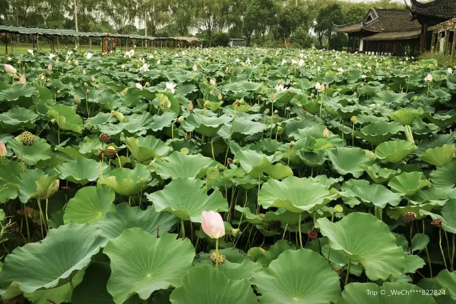 Lushan Lotus Expo Park