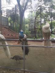 Зоопарк Хэньян