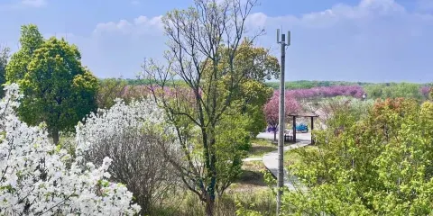 浮山櫻花園