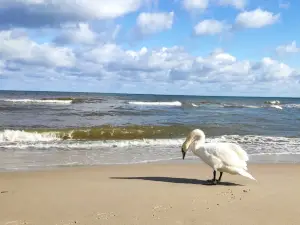 Plaża w Dziwnówku