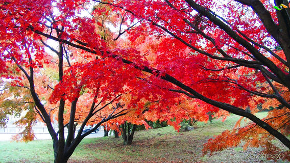 Парк Роджер Уильямс