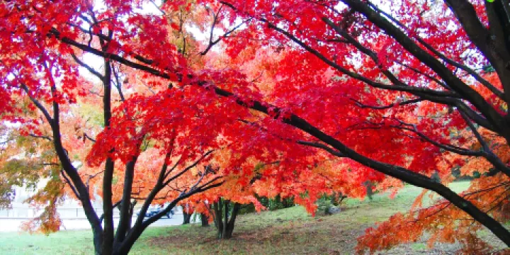 羅傑·威廉姆斯公園