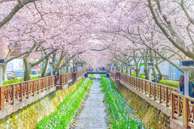 Yeojwacheon Stream