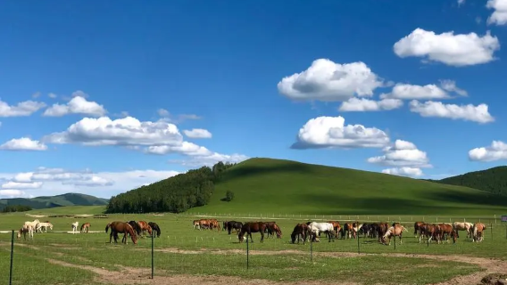 Bashang Grassland Horse Ranch