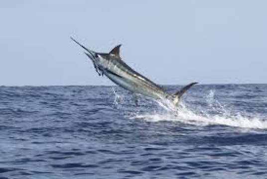 Perth Game Fishing Club