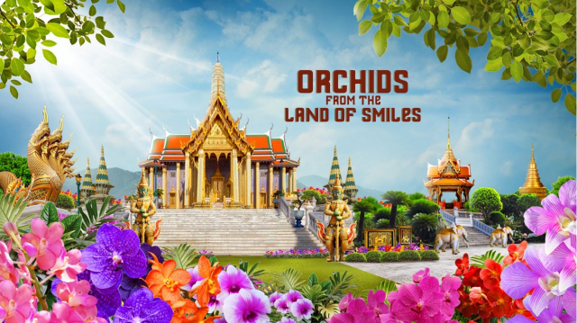 Orchids from the Land of Smiles | Singapore