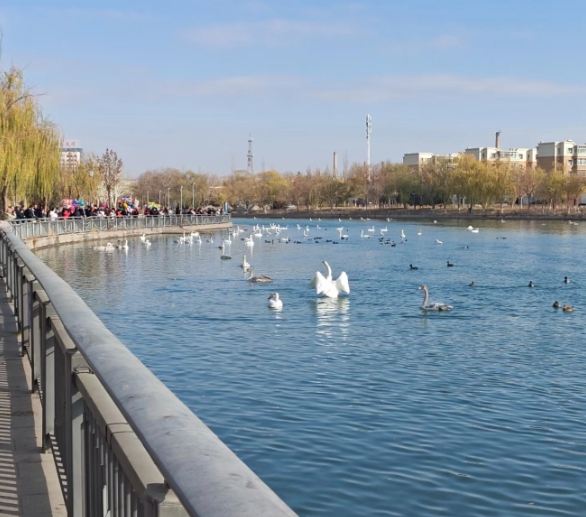 Korla Swan Lake Scenic Area