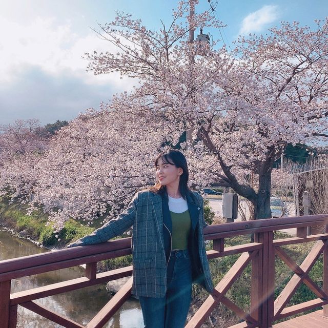 “강릉 벚꽃 명소” 경포호