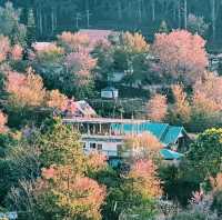 หมู่บ้านญี่ปุ่นในเมืองไทย