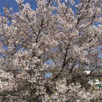 Cherry blossoms in Onomichi ~