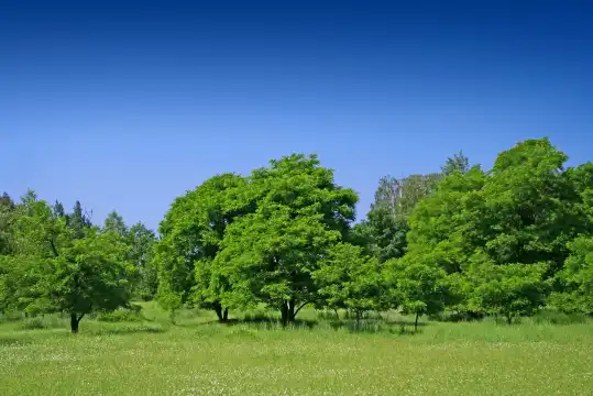 Hotels near San Mountain Forest Park